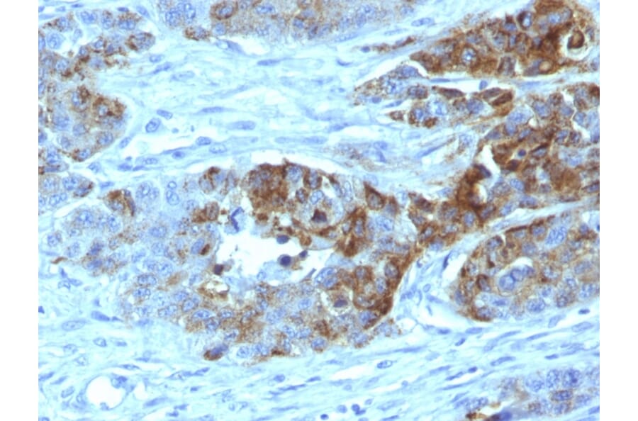 Immunohistochemistry - Anti-Blood Group Antigen H Type 2 Antibody [19-OLE] - BSA and Azide free (A254318) - Antibodies.com