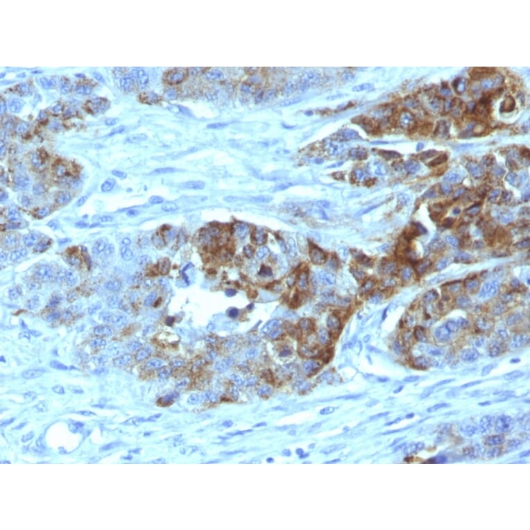Immunohistochemistry - Anti-Blood Group Antigen H Type 2 Antibody [19-OLE] - BSA and Azide free (A254318) - Antibodies.com