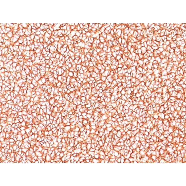 Immunohistochemistry - Anti-CD99 Antibody [SPM586] - BSA and Azide free (A254327) - Antibodies.com