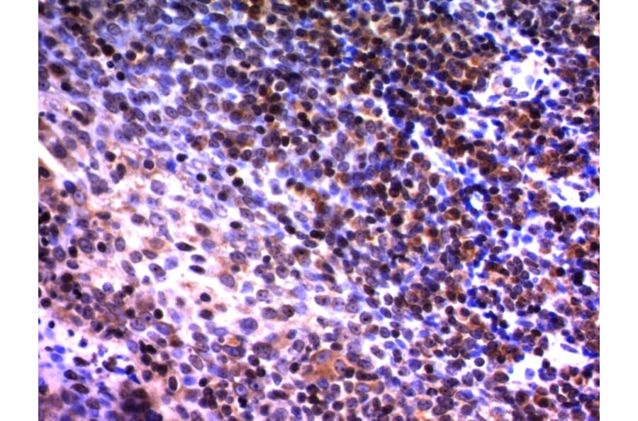 Immunohistochemistry - Anti-NuMA Antibody [A73-B/D12] - BSA and Azide free (A254328) - Antibodies.com