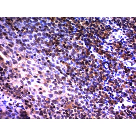 Immunohistochemistry - Anti-NuMA Antibody [A73-B/D12] - BSA and Azide free (A254328) - Antibodies.com