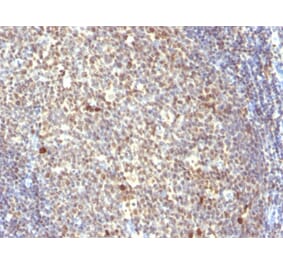 Immunohistochemistry - Anti-NuMA Antibody [SPM300] - BSA and Azide free (A254329) - Antibodies.com