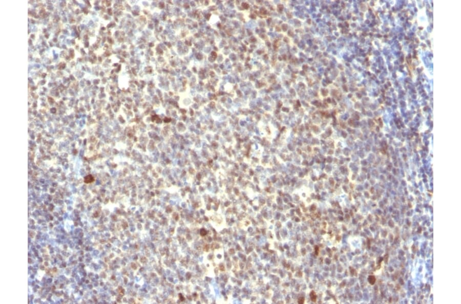 Immunohistochemistry - Anti-NuMA Antibody [SPM300] - BSA and Azide free (A254329) - Antibodies.com
