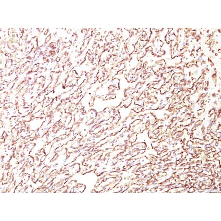 Immunohistochemistry - Anti-Podocalyxin Antibody [4F10] - BSA and Azide free (A254330) - Antibodies.com