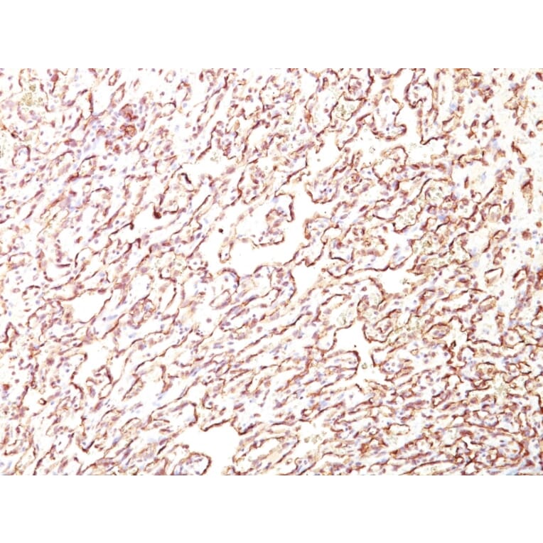 Immunohistochemistry - Anti-Podocalyxin Antibody [4F10] - BSA and Azide free (A254330) - Antibodies.com