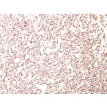 Immunohistochemistry - Anti-Podocalyxin Antibody [4F10] - BSA and Azide free (A254330) - Antibodies.com