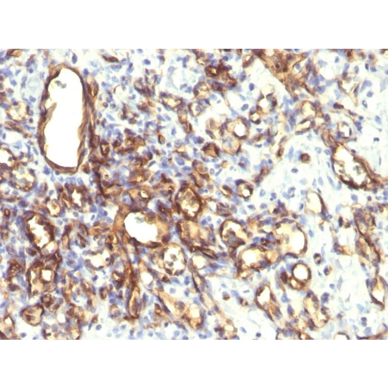 Immunohistochemistry - Anti-Podocalyxin Antibody [2A4] - BSA and Azide free (A254331) - Antibodies.com