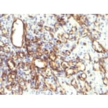 Immunohistochemistry - Anti-Podocalyxin Antibody [2A4] - BSA and Azide free (A254331) - Antibodies.com