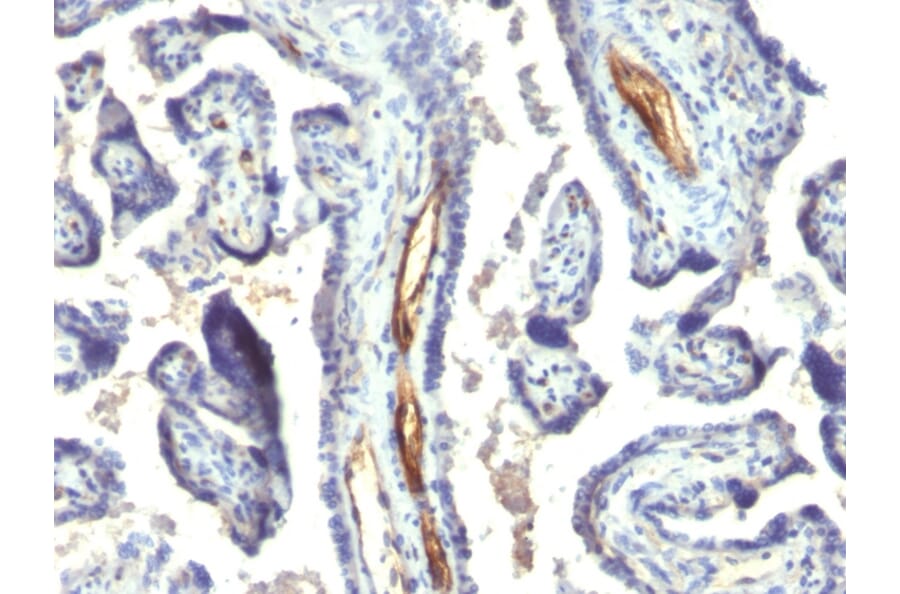 Immunohistochemistry - Anti-Podocalyxin Antibody [2A4] - BSA and Azide free (A254332) - Antibodies.com