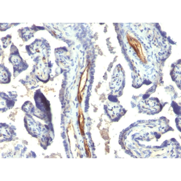 Immunohistochemistry - Anti-Podocalyxin Antibody [2A4] - BSA and Azide free (A254332) - Antibodies.com