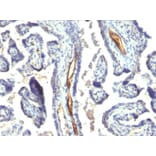 Immunohistochemistry - Anti-Podocalyxin Antibody [2A4] - BSA and Azide free (A254332) - Antibodies.com