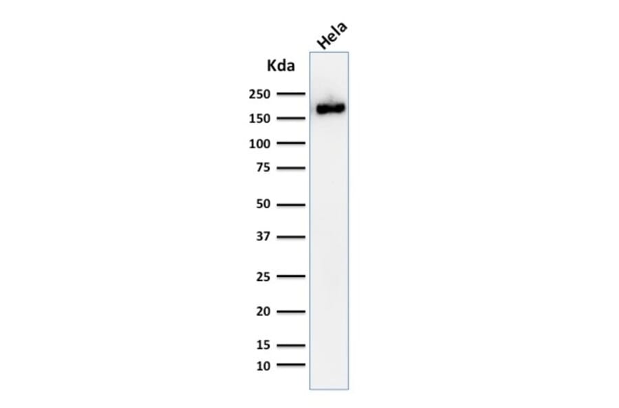 Western Blot - Anti-Podocalyxin Antibody [2A4] - BSA and Azide free (A254332) - Antibodies.com