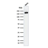 Western Blot - Anti-Podocalyxin Antibody [2A4] - BSA and Azide free (A254332) - Antibodies.com