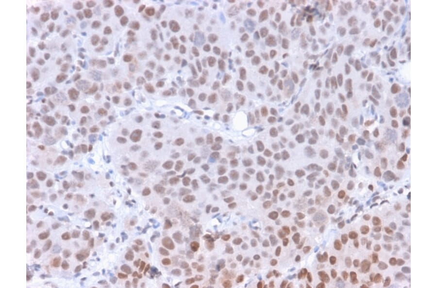Immunohistochemistry - Anti-RNA Polymerase II CTD repeat YSPTSPS (phospho Ser5) Antibody [CTD 8A7] - BSA and Azide free (A254333) - Antibodies.com