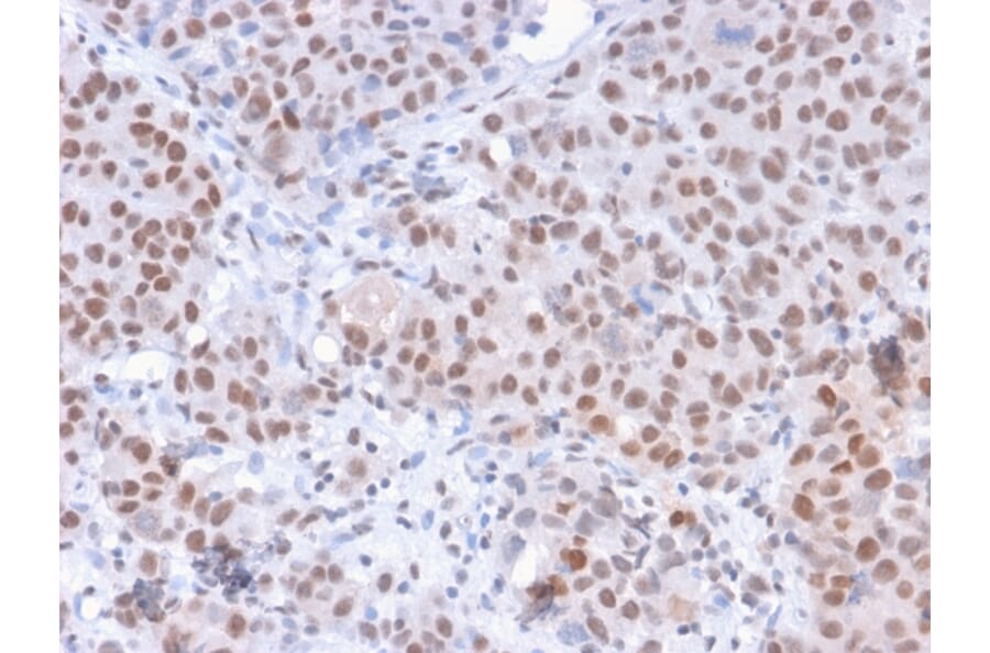 Immunohistochemistry - Anti-RNA Polymerase II CTD repeat YSPTSPS (phospho Ser5) Antibody [CTD 8A7] - BSA and Azide free (A254332) - Antibodies.com