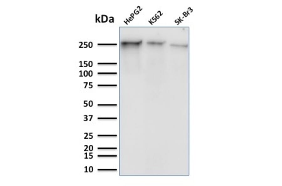 Western Blot - Anti-RNA Polymerase II CTD repeat YSPTSPS (phospho Ser5) Antibody [CTD 8A7] - BSA and Azide free (A254333) - Antibodies.com
