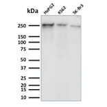 Western Blot - Anti-RNA Polymerase II CTD repeat YSPTSPS (phospho Ser5) Antibody [CTD 8A7] - BSA and Azide free (A254333) - Antibodies.com
