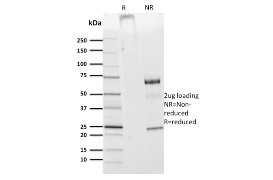 SDS-PAGE - Anti-CDw75 Antibody [ZB55] - BSA and Azide free (A254339) - Antibodies.com