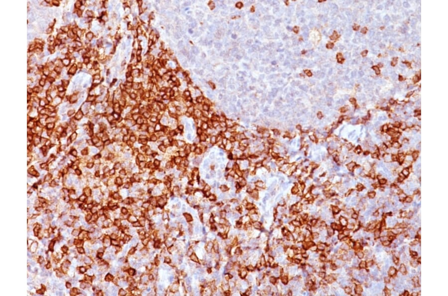 Immunohistochemistry - Anti-CD43 Antibody [Bra7G] - BSA and Azide free (A254341) - Antibodies.com