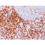 Immunohistochemistry - Anti-CD43 Antibody [Bra7G] - BSA and Azide free (A254341) - Antibodies.com