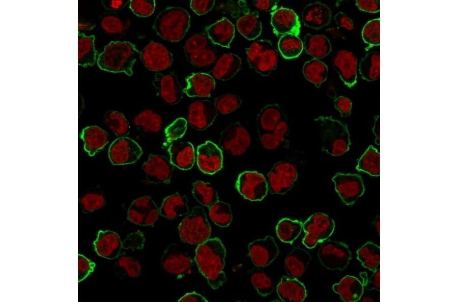 Immunofluorescence - Anti-CD43 Antibody [Bra7G] - BSA and Azide free (A254339) - Antibodies.com
