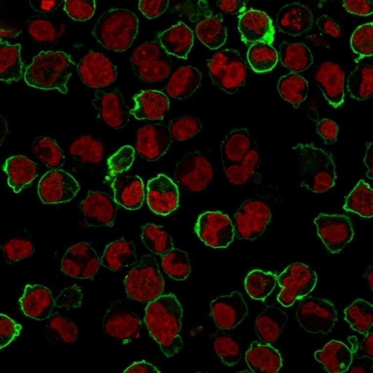 Immunofluorescence - Anti-CD43 Antibody [Bra7G] - BSA and Azide free (A254339) - Antibodies.com