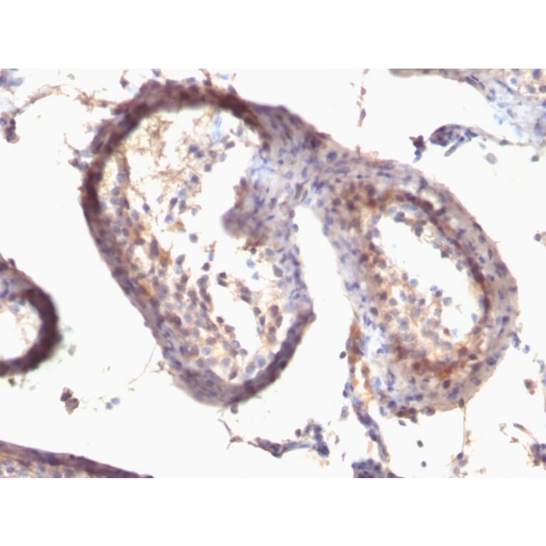 Immunohistochemistry - Anti-TGF alpha Antibody [SPM542] - BSA and Azide free (A254344) - Antibodies.com