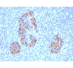 Immunohistochemistry - Anti-TNF alpha Antibody [TNFA/1172] - BSA and Azide free (A254346) - Antibodies.com