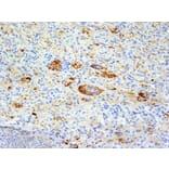 Immunohistochemistry - Anti-TNF alpha Antibody [TNFA/1172] - BSA and Azide free (A254346) - Antibodies.com