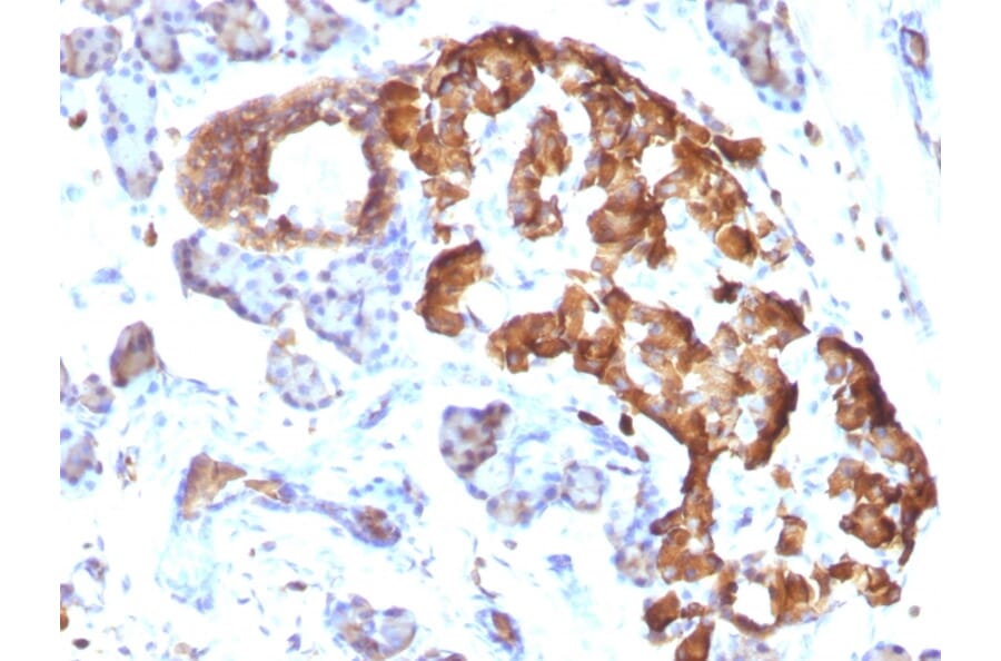 Immunohistochemistry - Anti-TNF alpha Antibody [TNFA/1172] - BSA and Azide free (A254346) - Antibodies.com
