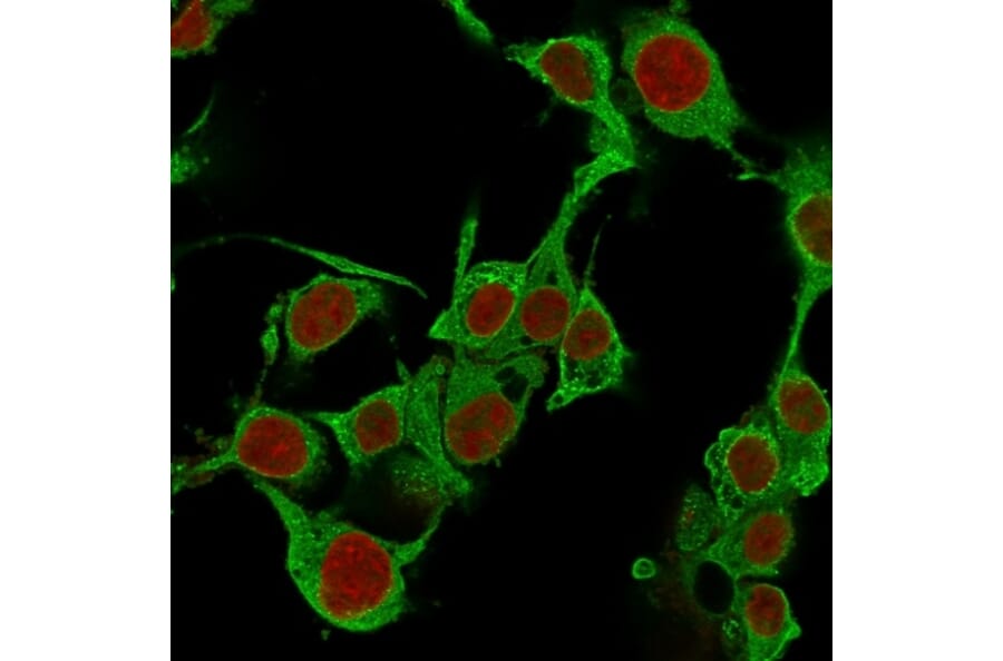Immunofluorescence - Anti-TNF alpha Antibody [TNFA/1172] - BSA and Azide free (A254346) - Antibodies.com