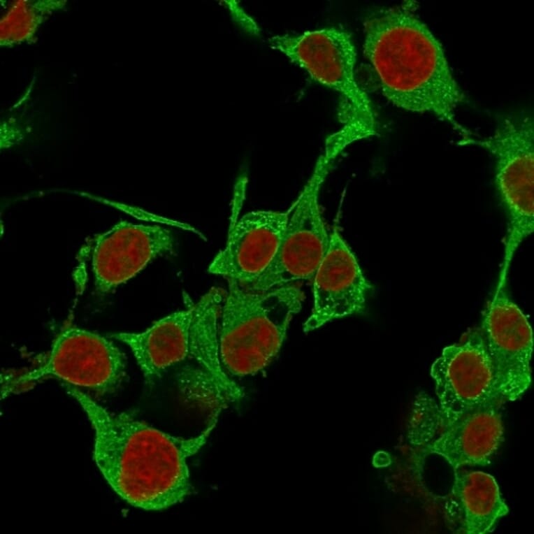 Immunofluorescence - Anti-TNF alpha Antibody [TNFA/1172] - BSA and Azide free (A254346) - Antibodies.com
