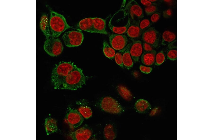 Immunofluorescence - Anti-TNF alpha Antibody [4C6-H8] - BSA and Azide free (A254346) - Antibodies.com