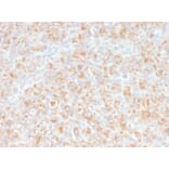 Immunohistochemistry - Anti-TNF alpha Antibody [SPM543] - BSA and Azide free (A254348) - Antibodies.com