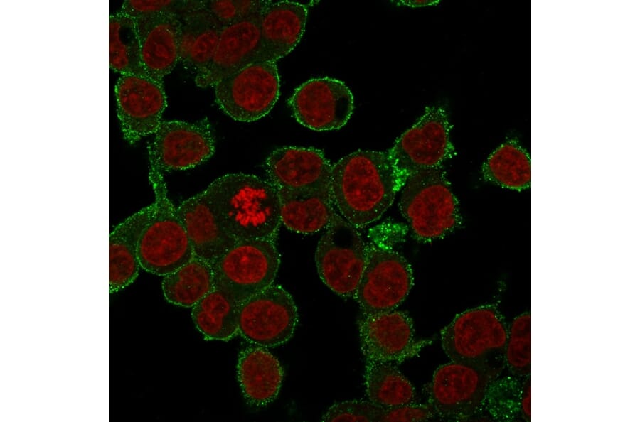 Immunofluorescence - Anti-TNF alpha Antibody [SPM543] - BSA and Azide free (A254347) - Antibodies.com