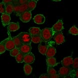 Immunofluorescence - Anti-TNF alpha Antibody [SPM543] - BSA and Azide free (A254347) - Antibodies.com