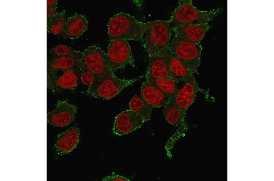 Immunofluorescence - Anti-TNF alpha Antibody [P/T2] - BSA and Azide free (A254348) - Antibodies.com