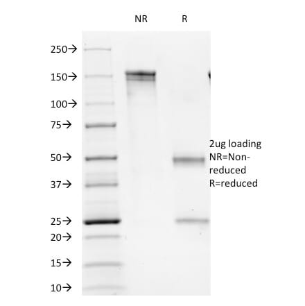 SDS-PAGE - Anti-CD1b Antibody [100-1A5] - BSA and Azide free (A254353) - Antibodies.com