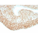 Immunohistochemistry - Anti-CD59 Antibody [193-27] - BSA and Azide free (A254356) - Antibodies.com