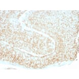 Immunohistochemistry - Anti-CD59 Antibody [193-27] - BSA and Azide free (A254354) - Antibodies.com