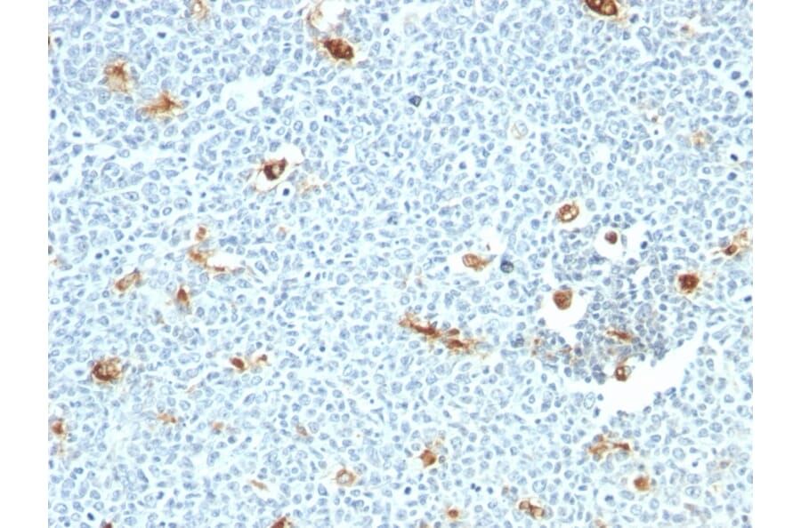 Immunohistochemistry - Anti-Macrophage Antibody [LN-5] - BSA and Azide free (A254362) - Antibodies.com