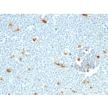 Immunohistochemistry - Anti-Macrophage Antibody [LN-5] - BSA and Azide free (A254362) - Antibodies.com