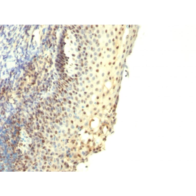 Immunohistochemistry - Anti-IPO-38 Antibody [IPO-38] - BSA and Azide free (A254365) - Antibodies.com
