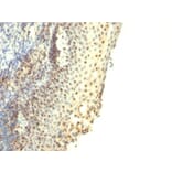 Immunohistochemistry - Anti-IPO-38 Antibody [IPO-38] - BSA and Azide free (A254365) - Antibodies.com
