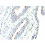 Immunohistochemistry - Anti-Thomsen-Friedenreich Antigen Antibody [A78-G/A7] - BSA and Azide free (A254365) - Antibodies.com