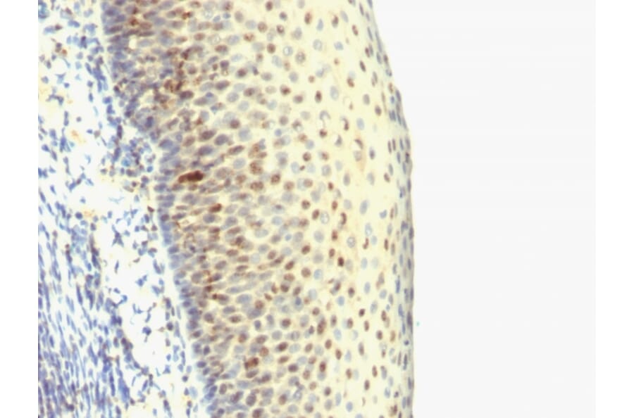 Immunohistochemistry - Anti-IPO-38 Antibody [SPM515] - BSA and Azide free (A251093) - Antibodies.com