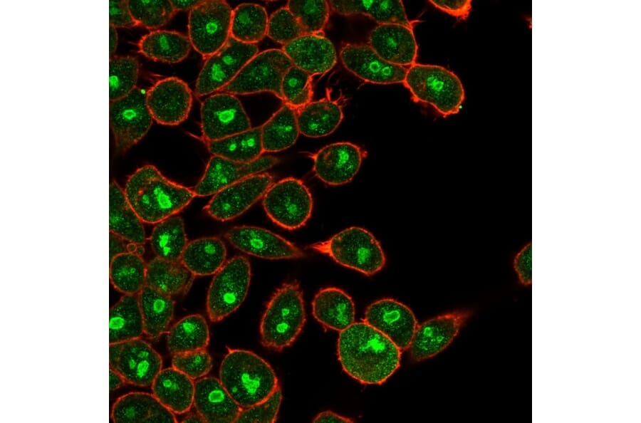 Immunofluorescence - Anti-E2F6 Antibody [PCRP-E2F6-1F8] (A254378) - Antibodies.com
