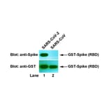 Western Blot - Anti-SARS-CoV-2 Spike Protein Antibody [8E2] (A254382) - Antibodies.com