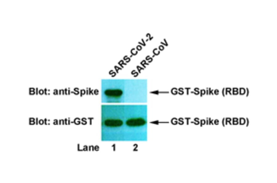 Western Blot - Anti-SARS-CoV-2 Spike Protein Antibody [2A11] (A254383) - Antibodies.com