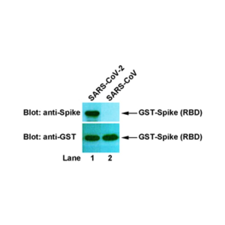 Western Blot - Anti-SARS-CoV-2 Spike Protein Antibody [2A11] (A254383) - Antibodies.com